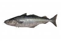 Image result for Pollachius virens