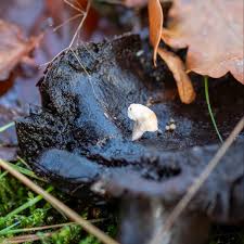 Attēlu rezultāti vaicājumam “Asterophora lycoperdoides”