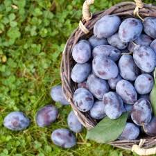 Attēlu rezultāti vaicājumam “Rosa subcanina fruit”