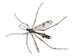 Attēlu rezultāti vaicājumam “Ptychoptera sp.”