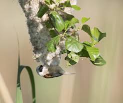 Attēlu rezultāti vaicājumam “Remiz pendulinus adult”