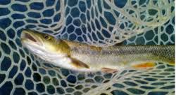 Image result for Ptychocheilus grandis