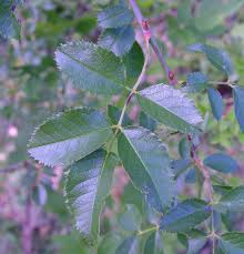 Image result for Rosa canina