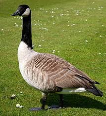 Image result for Branta canadensis