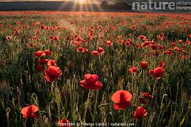 Attēlu rezultāti vaicājumam “Papaver rhoeas flower”