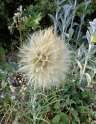 Attēlu rezultāti vaicājumam “Tragopogon heterospermus leaf”