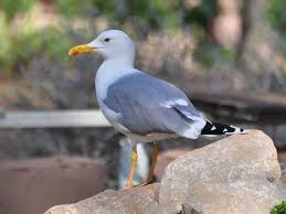 Image result for Larus cachinnans