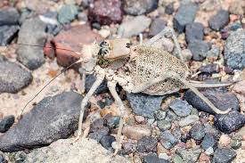 Attēlu rezultāti vaicājumam “Tettigoniodea”