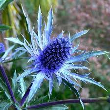 Attēlu rezultāti vaicājumam “Eryngium planum”