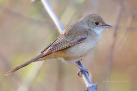 Image result for Acrocephalus aedon