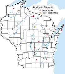 Attēlu rezultāti vaicājumam “Stuckenia filiformis bud”