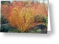 Attēlu rezultāti vaicājumam “Salix alba var. vitellina”