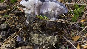 Attēlu rezultāti vaicājumam “Phellodon niger”