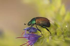 Attēlu rezultāti vaicājumam “Anomala dubia”