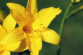 Attēlu rezultāti vaicājumam “Hemerocallis lilioasphodelus”