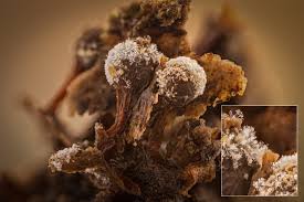 Attēlu rezultāti vaicājumam “Metatrichia floriformis stalked”