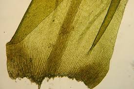 Attēlu rezultāti vaicājumam “Hygrohypnum luridum”