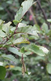Attēlu rezultāti vaicājumam “Alnus incana leaf”