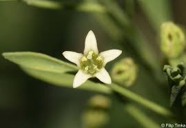 Attēlu rezultāti vaicājumam “Thesium ebracteatum”