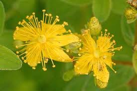 Attēlu rezultāti vaicājumam “Hypericum maculatum flower”