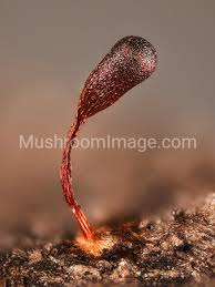 Attēlu rezultāti vaicājumam “Metatrichia vesparia”