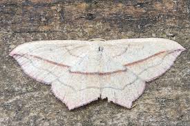 Attēlu rezultāti vaicājumam “Timandra comae”