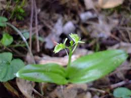 Attēlu rezultāti vaicājumam “Liparis loeselii flower”
