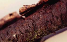 Attēlu rezultāti vaicājumam “Nectria episphaeria”