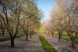 Image result for Blossom Way Sports & Social Club