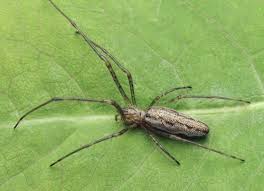 Attēlu rezultāti vaicājumam “Tetragnatha montana”