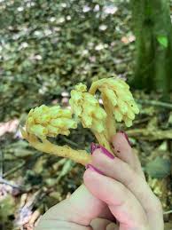 Attēlu rezultāti vaicājumam “Monotropa hypopitys bud”