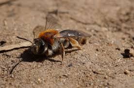 Attēlu rezultāti vaicājumam “Andrena haemorrhoa female”