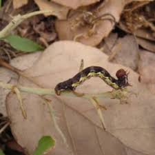 Attēlu rezultāti vaicājumam “Erannis defoliaria larva”