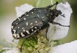 Attēlu rezultāti vaicājumam “Oxythyrea funesta imago”