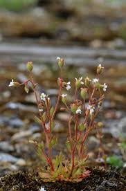 Attēlu rezultāti vaicājumam “Saxifraga tridactylites”