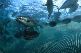 Image result for Thunnus atlanticus