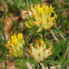 Image result for Anthyllis vulneraria