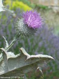 Image result for Onopordum acanthium