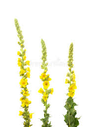 Attēlu rezultāti vaicājumam “Verbascum thapsus flower”