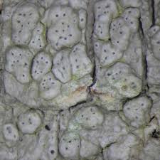 Attēlu rezultāti vaicājumam “Pertusaria pertusa”