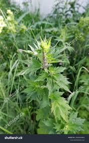 Attēlu rezultāti vaicājumam “Leonurus cardiaca leaf”