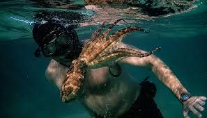 Image result for Watford & Acton Octopush Club