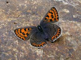 Attēlu rezultāti vaicājumam “Lycaena tityrus female”