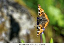 Attēlu rezultāti vaicājumam “Nymphalis xanthomelas upperside”