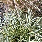 Attēlu rezultāti vaicājumam “Carex ornithopoda fruit”