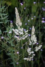 Attēlu rezultāti vaicājumam “Holcus lanatus”