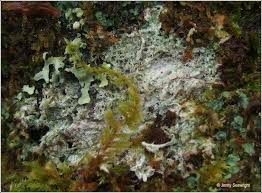 Attēlu rezultāti vaicājumam “Pertusaria albescens”