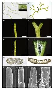Attēlu rezultāti vaicājumam “Riccia canaliculata”