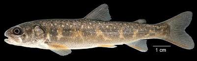 Image result for Salvelinus confluentus