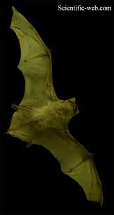 Attēlu rezultāti vaicājumam “Nyctalus noctula”